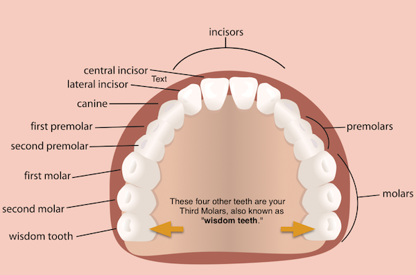 A Simple Guide on the Different Types of Teeth