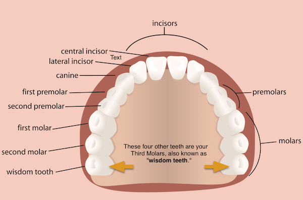 what are canine teeth called in humans