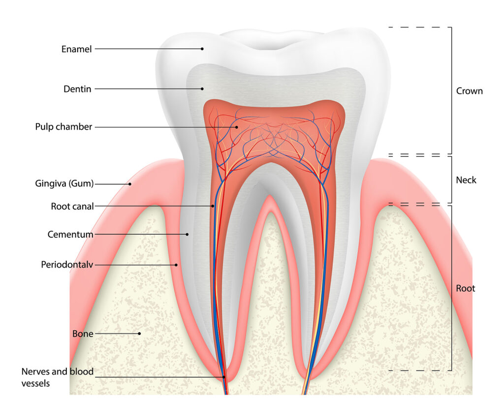 Human tooth structure vector diagram